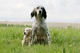 SETTER ANGLAIS 277
